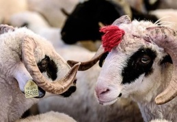 Kurban vekalet ücreti 13 bin 500 lira