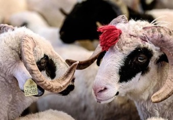 Kurban vekalet ücreti 13 bin 500 lira