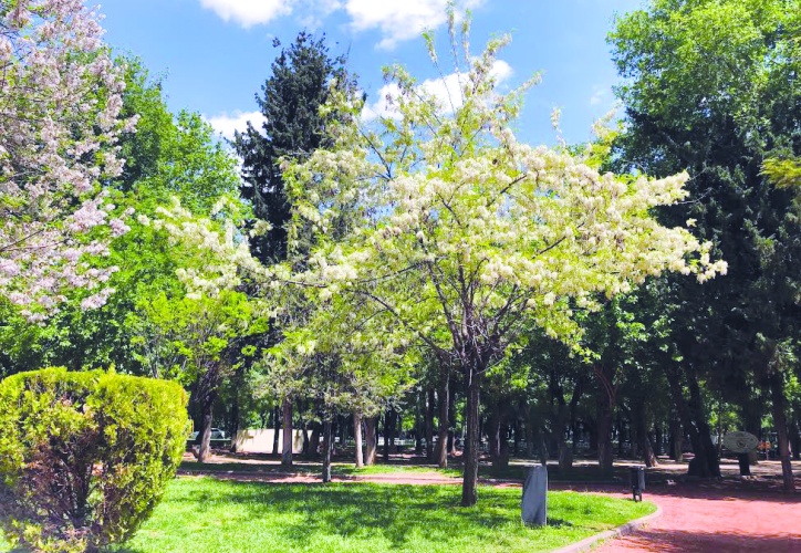 Şimdi Akasya zamanı