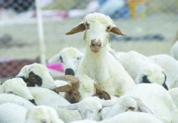 İnsanların alım gücünün düşmesiyle satışlarda da düşüş bekleniyor