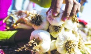Araban Ovası'nda beyaz altın hasadı devam ediyor