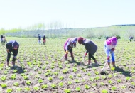 Antepli çiftçi topraksız tarımla 30 günde marul üretti