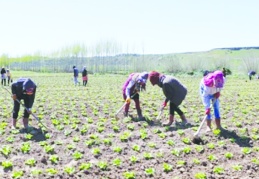Antepli çiftçi topraksız tarımla 30 günde marul üretti