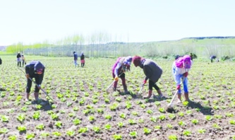 Antepli çiftçi topraksız tarımla 30 günde marul üretti