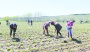 Antepli çiftçi topraksız tarımla 30 günde marul üretti