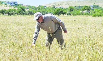 Anızın yakılması yüzünden tarımsal  ve doğal ekosistem tahrip ediliyor
