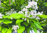 Katalpalar enfes kokuları ile parkları renklendirdi