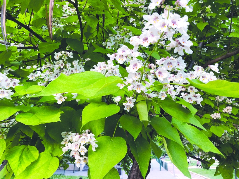 Katalpalar enfes kokuları ile parkları renklendirdi