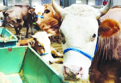 Antep’te büyükbaş hayvan 270-300, küçükbaş 260-300 liradan satılacak