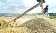 Makarnalık ve ekmeklik buğday 13 bin 750 lira