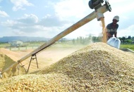 Makarnalık ve ekmeklik buğday 13 bin 750 lira