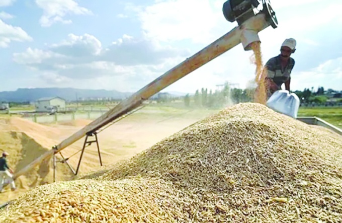 Makarnalık ve ekmeklik buğday 13 bin 750 lira