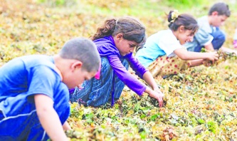 MESEM projesiyle, devlet  çocuk işçiliği teşvik ediyor