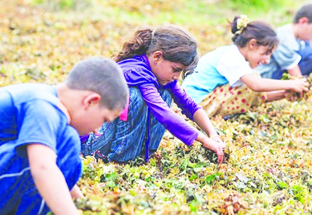 MESEM projesiyle, devlet  çocuk işçiliği teşvik ediyor