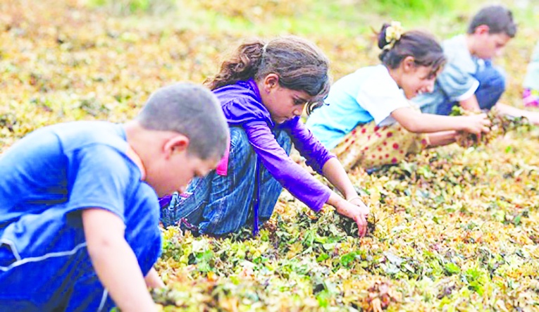 MESEM projesiyle, devlet  çocuk işçiliği teşvik ediyor
