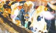 Kurban Bayramı’nda 3 milyon 330 bin hayvan kesildi