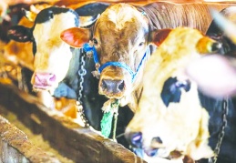 Kurban Bayramı’nda 3 milyon 330 bin hayvan kesildi