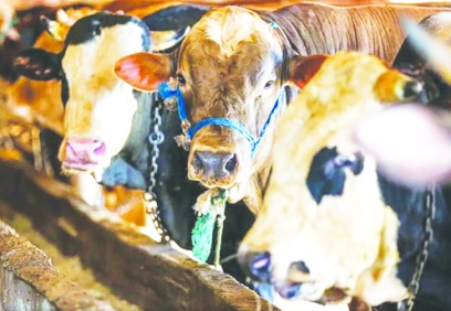 Kurban Bayramı’nda 3 milyon 330 bin hayvan kesildi