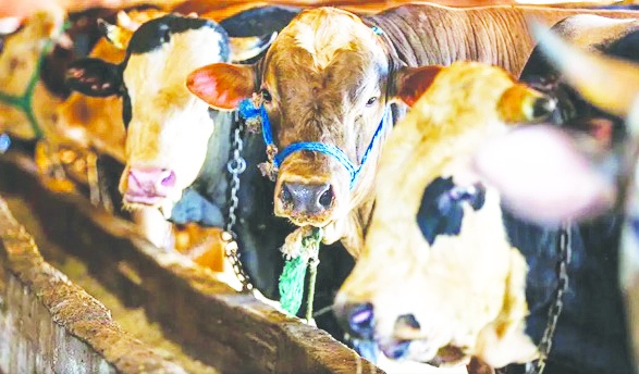 Kurban Bayramı’nda 3 milyon 330 bin hayvan kesildi
