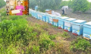 Arı sezonu açısından son 20 yılın en kötüsü