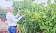 Kuraklık verimi düşüyor, ürün kalitesi bozuluyor, üretim maliyetleri artıyor
