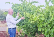 Kuraklık verimi düşüyor, ürün kalitesi bozuluyor, üretim maliyetleri artıyor