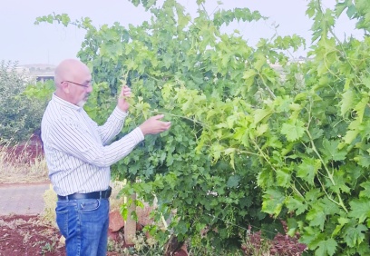 Kuraklık verimi düşüyor, ürün kalitesi  bozuluyor, üretim maliyetleri artıyor