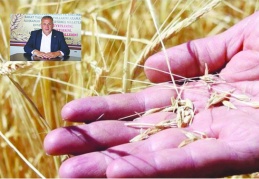 Buğday, arpa ve mercimekte  yüzde 80 verim kaybı yaşandı