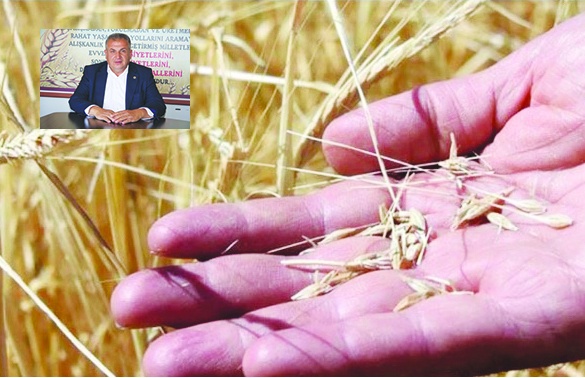 Buğday, arpa ve mercimekte  yüzde 80 verim kaybı yaşandı