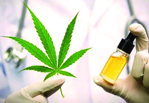 Eczanelerde tıbbî kenevir satılacak