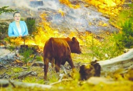 Yangınlar, yaban hayatını ve evcil  hayvanları ciddi şekilde tehdit ediyor