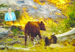 Yangınlar, yaban hayatını ve evcil  hayvanları ciddi şekilde tehdit ediyor