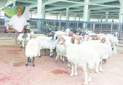 Küçükbaş hayvan  ihracatı açılmalı