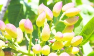 Antepfıstığı TasteAtlas listesinde
