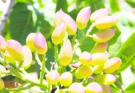 Antepfıstığı TasteAtlas listesinde