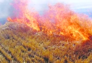 Buğday ve arpa tarlalarında anız yakmak büyük risk taşıyor