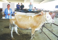 Şap hastalığı gıda güvenliği ve  halk sağlığı açısından risk oluşturuyor