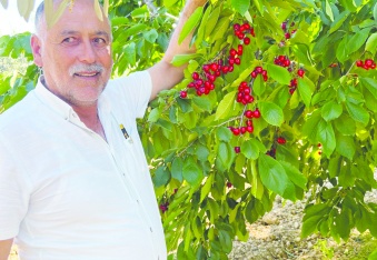 Kiraz rekoltesi yüzde 100 düştü