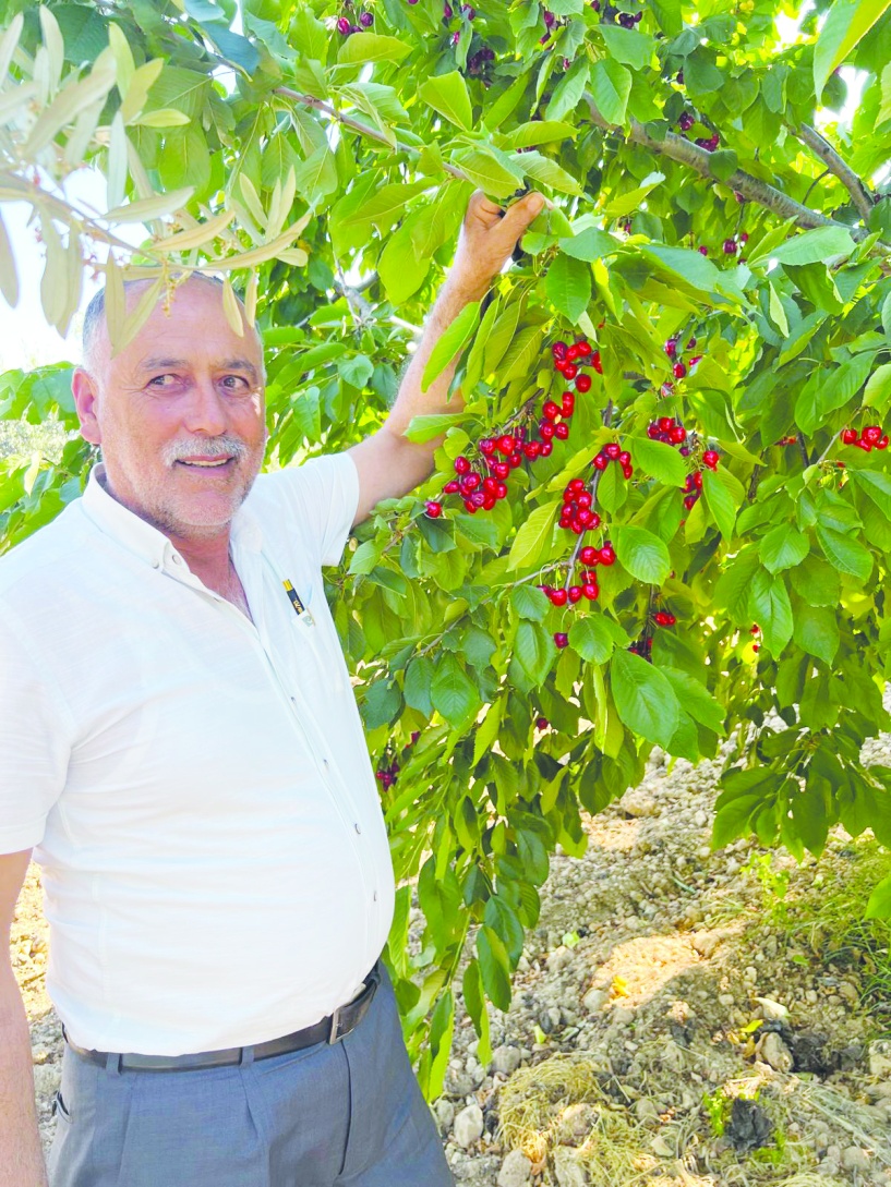 Kiraz rekoltesi yüzde 100 düştü