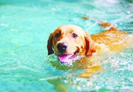 Sıcak hava dalgası bir hafta daha sürecek