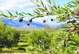 ‘Mülkiyeti maddi ve hukuki olarak zayıflatıyor’