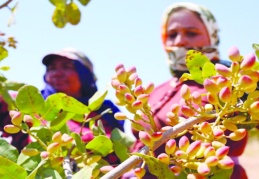Çiftçi karaborsa ve stokçuya  mahkum edilmemeli