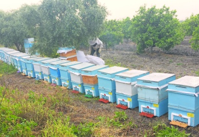 Orman yangınında arılar ölüyor ve yaşam alanları tahrip oluyor