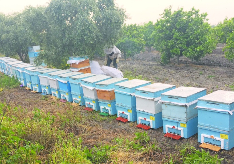 Orman yangınında arılar ölüyor ve yaşam alanları tahrip oluyor