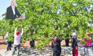 Üretici yine umut yerine endişeyle tarlada