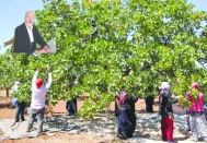 Üretici yine umut yerine endişeyle tarlada