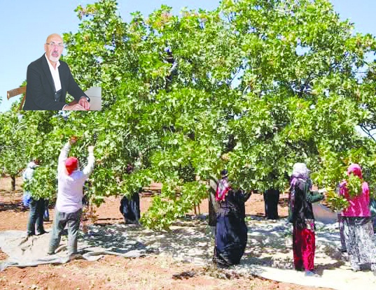 Üretici yine umut yerine endişeyle tarlada