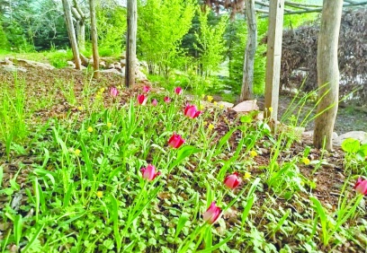 Huzurlu Yaylası’nda 714 tür bitki yetişiyor