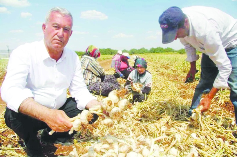 Sarımsak üreticilerini  stokçuların eline bırakmayın