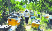 Yeni sistemle beraber arıcılık  büyük bir sektör haline gelecek